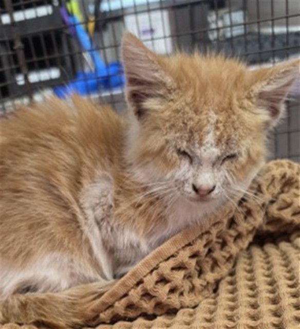 Shelter Stray Male Cat last seen TEMPLE AND PERRIS, 333 Chandler Pl, San Bernardino, CA 92408, USA