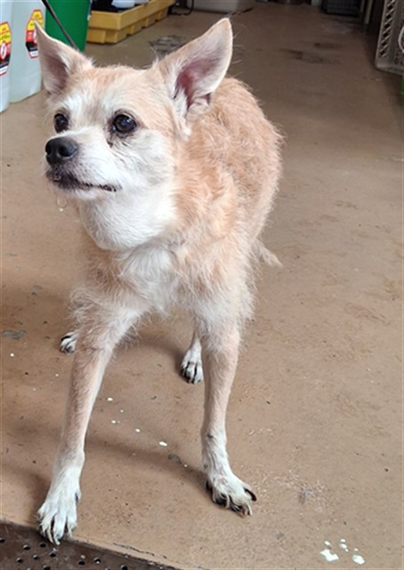 Shelter Stray Male Dog last seen N CREEKSIDE DR AND NOBLE CANYON RD, 130 Beyer Way, Chula Vista, CA 91911, USA
