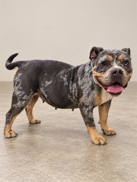 Shelter Stray Female Dog last seen , 38550 Sierra Hwy, Palmdale, CA 93550, USA