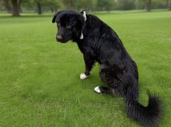 Shelter Stray Male Dog last seen , 38550 Sierra Hwy, Palmdale, CA 93550, USA