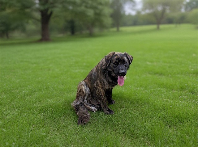 Shelter Stray Male Dog last seen , 38550 Sierra Hwy, Palmdale, CA 93550, USA