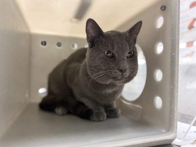 Shelter Stray Male Cat last seen Near BLOCK W MENLO AVE, HEMET CA 92543, 581 S Grand Ave, San Jacinto, CA 92582, USA