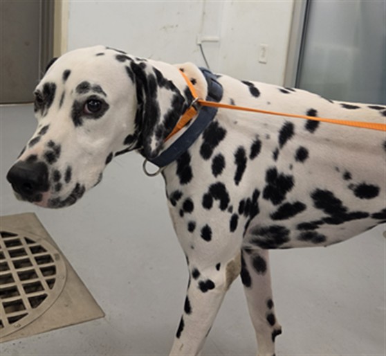 Shelter Stray Male Dog last seen 7TH AND STATE, SAN JACINTO, 581 S Grand Ave, San Jacinto, CA 92582, USA