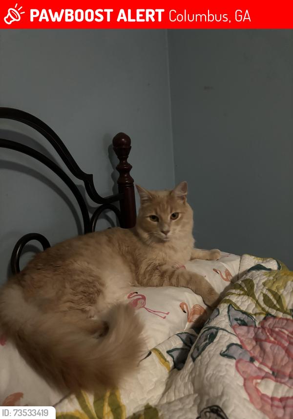 Lost Male Cat last seen Jay Street-Elm Drive, Columbus, GA 31907