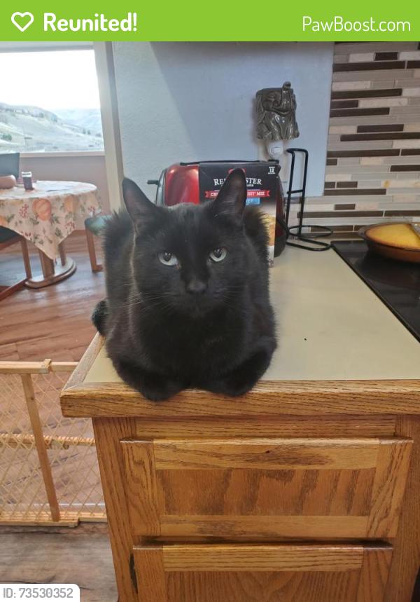 Reunited Male Cat last seen Fir St, Sequim, WA 98382