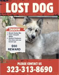 Lost Female Dog last seen Brooklyn elementary, East Los Angeles, CA 90022