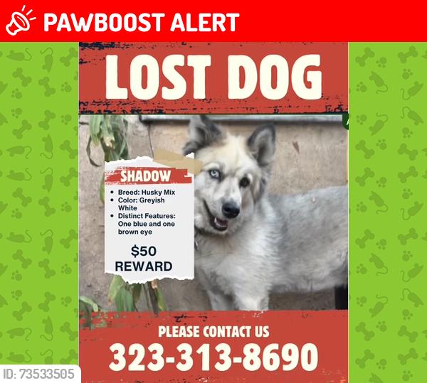 Lost Female Dog last seen Brooklyn elementary, East Los Angeles, CA 90022