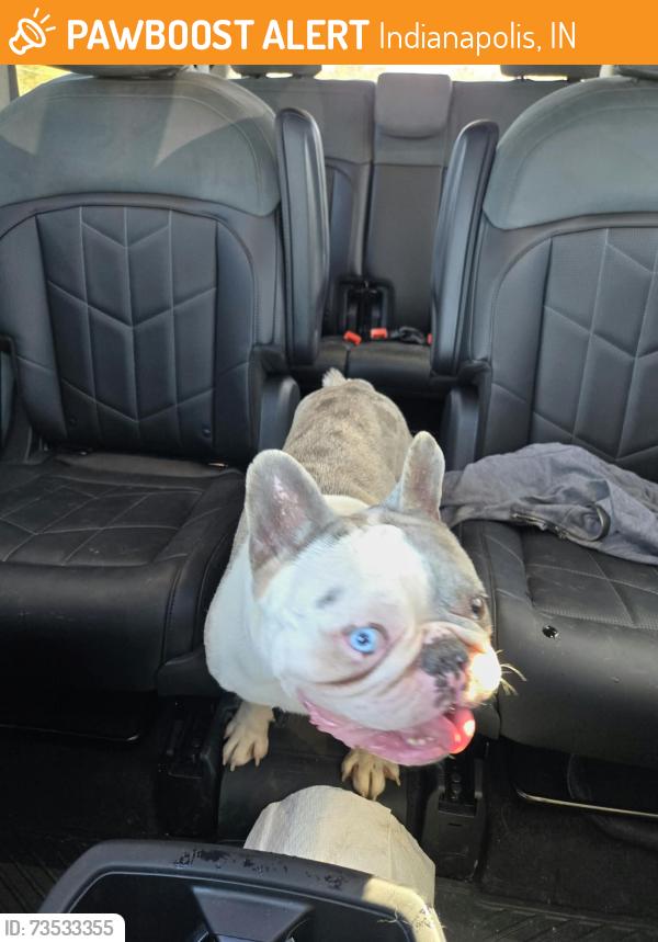 Found/Stray Male Dog last seen Raymond and Franklin, Indianapolis, IN 46203