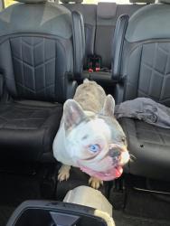 Found/Stray Male Dog last seen Raymond and Franklin, Indianapolis, IN 46203