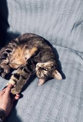 Reunited Male Cat last seen Bumby, Orlando, FL 32806