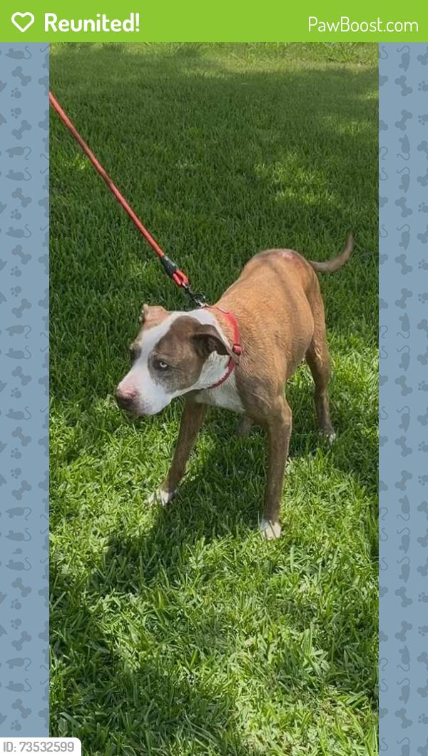 Reunited Female Dog last seen Lawndale/Farhill, Killeen, TX 76549