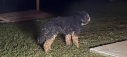 Found/Stray Unknown Dog last seen Jane Sowers Rd, Statesville, NC 28625