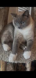 Reunited Male Cat last seen Constellation Ave and Mercury St, Salem, OR 97305
