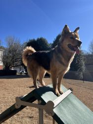 Lost Female Dog last seen Merritt st se, Marietta, GA 30060