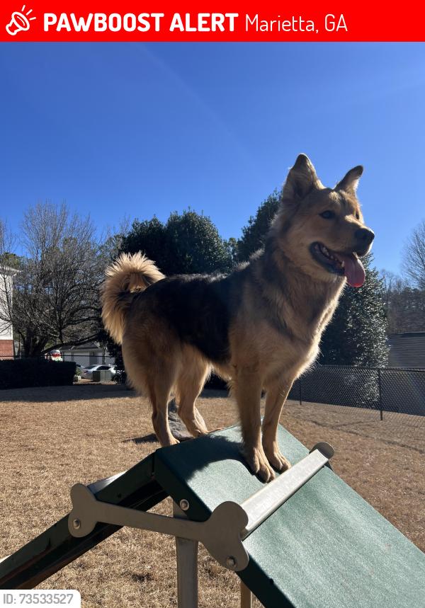 Lost Female Dog last seen Merritt st se, Marietta, GA 30060