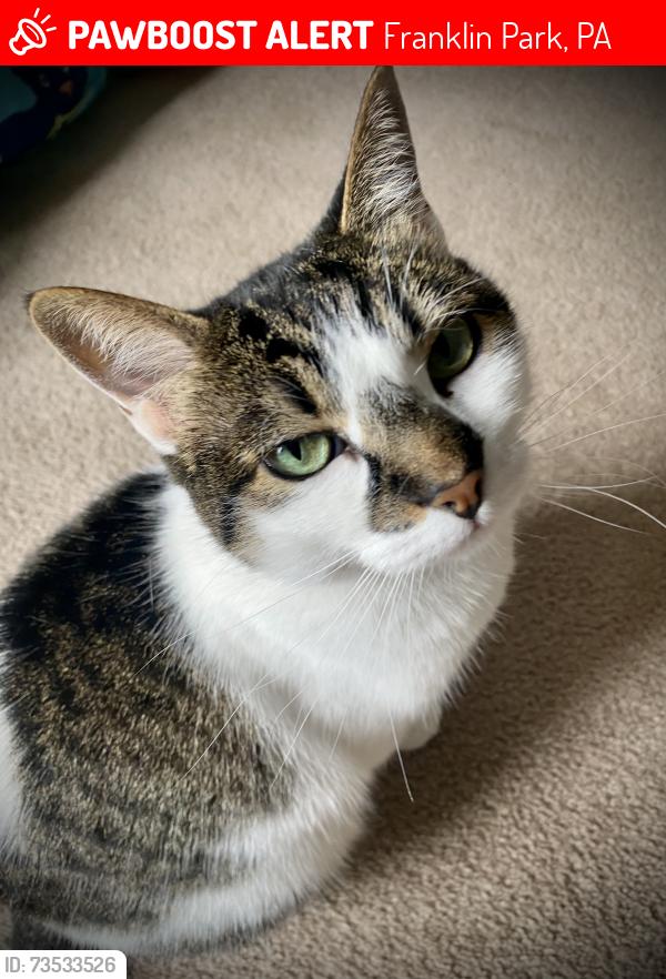Lost Female Cat last seen Wexford Run Road and Valley Brooke Court, Franklin Park, PA 15143