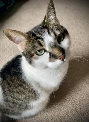 Lost Female Cat last seen Wexford Run Road and Valley Brooke Court, Franklin Park, PA 15143