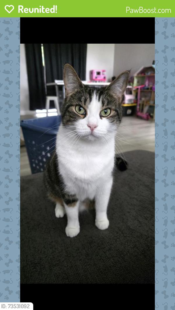 Reunited Female Cat last seen W. Irving Ct., Homosassa, FL 34448