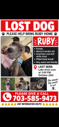 Lost Female Dog last seen Lake Anne area, Reston, VA 20190
