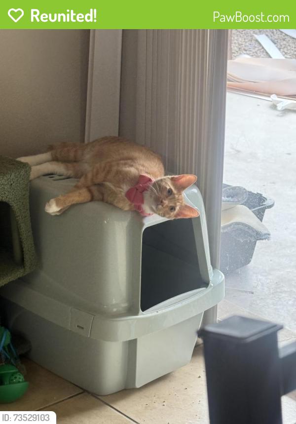 Reunited Female Cat last seen Country club and McKellips, Mesa, AZ 85201