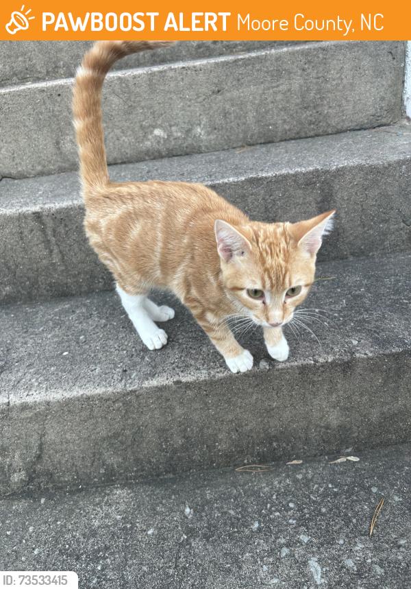 Found/Stray Male Cat last seen In some tall grass by an abandoned hse., Moore County, NC 28327