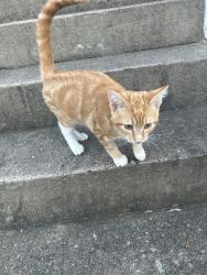 Found/Stray Male Cat last seen In some tall grass by an abandoned hse., Moore County, NC 28327