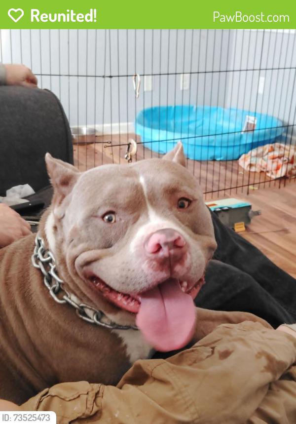 Reunited Male Dog last seen 34th and moller, Indianapolis, IN 46224
