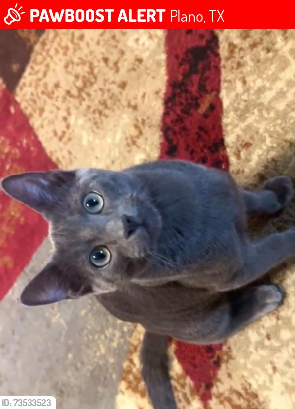 Lost Male Cat last seen Preston Ridge Trail & Legacy Drive (in front of handels), Plano, TX 75024