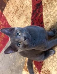 Lost Male Cat last seen Preston Ridge Trail & Legacy Drive (in front of handels), Plano, TX 75024