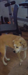 Reunited Female Dog last seen Westcrest Dr, Edgecliff Rd, Crowley Rd, Fort Worth, TX 76134