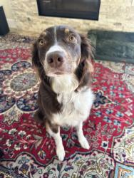 Reunited Female Dog last seen Oak and Shields (oak and Mack specifically), Fort Collins, CO 80521