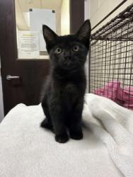 Shelter Stray Female Cat last seen Near Dalrymple Dr, 70803, LA, 2550 Gourrier Ave, Baton Rouge, LA 70820, USA