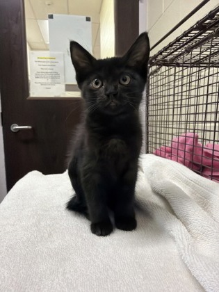 Shelter Stray Female Cat last seen Near Dalrymple Dr, 70803, LA, 2550 Gourrier Ave, Baton Rouge, LA 70820, USA