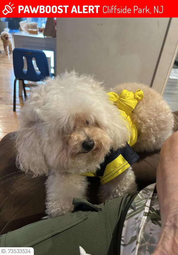 Lost Female Dog last seen Near Dewey av Cliffside park, Cliffside Park, NJ 07010