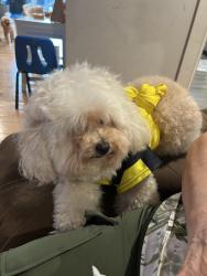 Lost Female Dog last seen Near Dewey av Cliffside park, Cliffside Park, NJ 07010