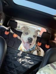 Shelter Stray Male Dog last seen Near Creekbank Cv, Decatur, GA 30034, 30034, GA, 3280 Chamblee Dunwoody Rd, Chamblee, GA 30341, USA