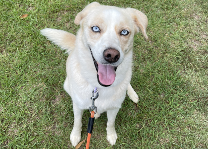 Shelter Stray Female Dog last seen Michael and Lindon streets in decatur GA 30033, 30033, GA, 3280 Chamblee Dunwoody Rd, Chamblee, GA 30341, USA