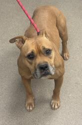 Shelter Stray Female Dog last seen Near Montreal Rd E, 30021, GA, 3280 Chamblee Dunwoody Rd, Chamblee, GA 30341, USA