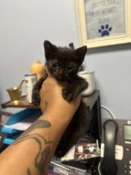 Shelter Stray Male Cat last seen Near Peachtree Blvd, Chamblee, GA 30341, 30341, GA, 3280 Chamblee Dunwoody Rd, Chamblee, GA 30341, USA