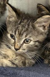 Shelter Stray Male Cat last seen Near Austin Drive, Decatur, GA, 30032, 30032, GA, 3280 Chamblee Dunwoody Rd, Chamblee, GA 30341, USA