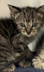 Shelter Stray Female Cat last seen Near Austin Drive, Decatur, GA, 30032, 30032, GA, 3280 Chamblee Dunwoody Rd, Chamblee, GA 30341, USA