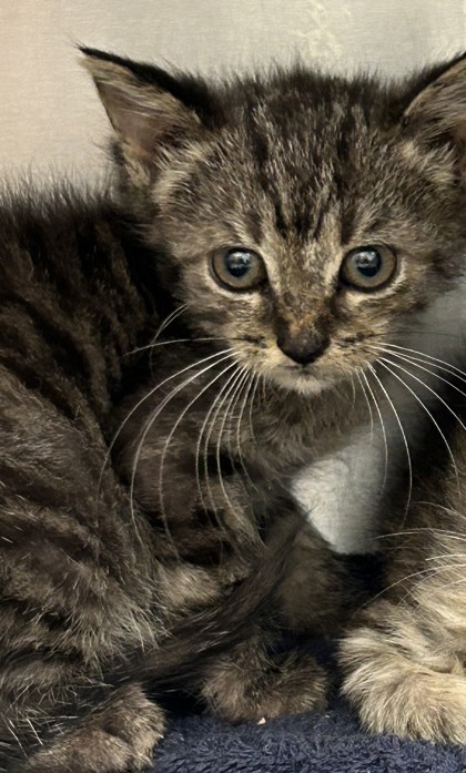 Shelter Stray Female Cat last seen Near Austin Drive, Decatur, GA, 30032, 30032, GA, 3280 Chamblee Dunwoody Rd, Chamblee, GA 30341, USA