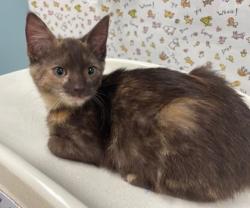 Shelter Stray Female Cat last seen Unsure, Lucas County, OH, 827 Illinois Ave, Maumee, OH 43537, USA