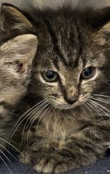 Shelter Stray Male Cat last seen Near Austin Drive, Decatur, GA, 30032, 30032, GA, 3280 Chamblee Dunwoody Rd, Chamblee, GA 30341, USA