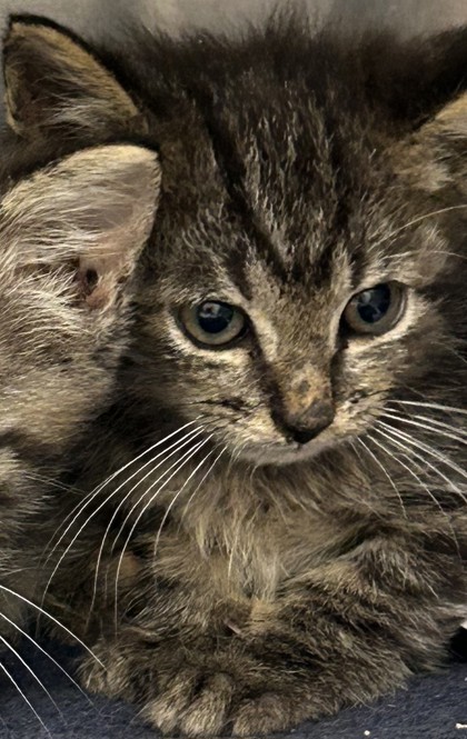 Shelter Stray Male Cat last seen Near Austin Drive, Decatur, GA, 30032, 30032, GA, 3280 Chamblee Dunwoody Rd, Chamblee, GA 30341, USA