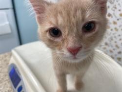 Shelter Stray Male Cat last seen Unsure, Lucas County, OH, 827 Illinois Ave, Maumee, OH 43537, USA
