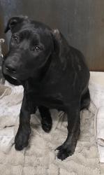 Shelter Stray Female Dog last seen Washington Blvd & Hallissy Dr, Roseville City, CA, 200 Tahoe Ave, Roseville, CA 95678, USA