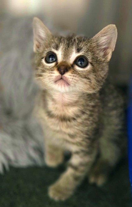 Shelter Stray Male Cat last seen Near Burks Rd Trailer 31, Longview, City of, TX, 303 H G Mosley Pkwy, Longview, TX 75604, USA