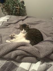 Lost Male Cat last seen Syracuse and Murray Hill Drive, Cheyenne, WY 82009