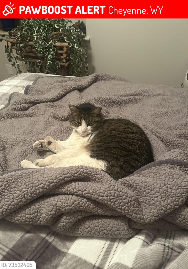 Lost Male Cat last seen Syracuse and Murray Hill Drive, Cheyenne, WY 82009